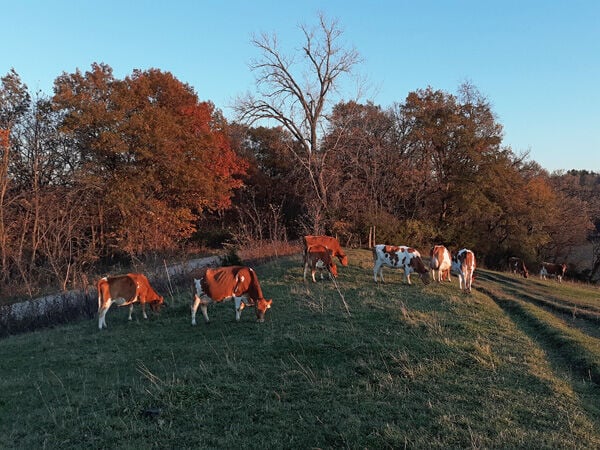 Beef Breeds Guernseys 4